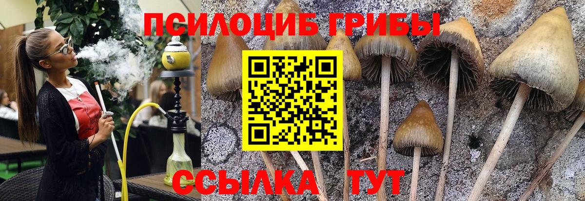 хочу   Псилоцибиновые грибы MAGIC MUSHROOMS  Вход с VPN  Псилоцибиновые грибы GOLDEN TEACHER  Тельмана 